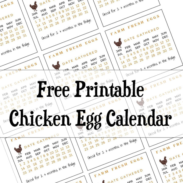 Free Chicken Egg Calendar